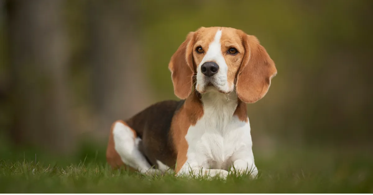 Zehn Hunderassen, die besonders starke emotionale Bindungen aufbauen